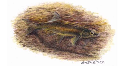 Fish drawing by Paul Cook 